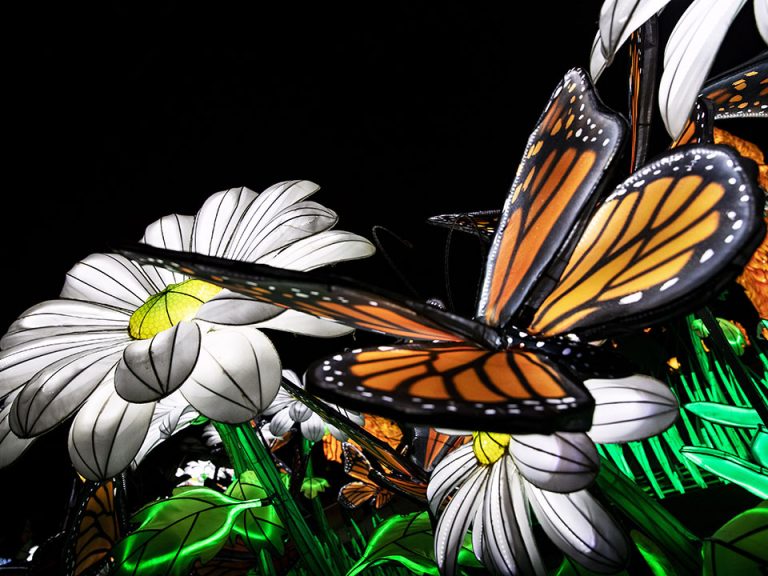Lighted Chinese lanterns, with a butterfly hovering above white flowers.