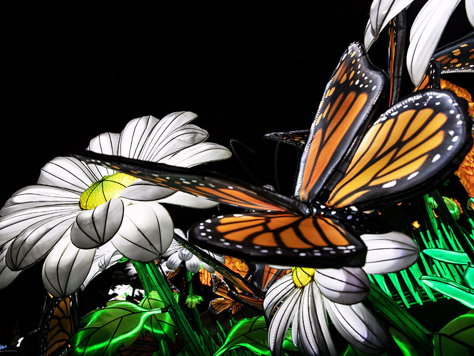 Lighted Chinese lanterns, with a butterfly hovering above white flowers.