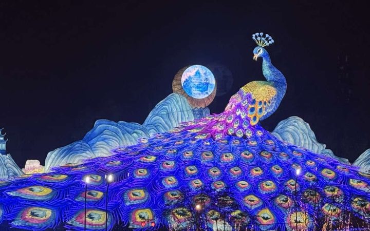 Farol gigante con forma de pavo real en el Festival de Zigong de 2025, modernizando las tradiciones del festival chino de los faroles.