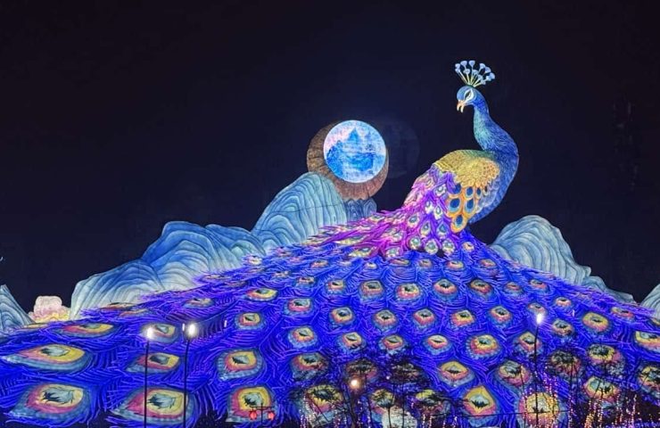 Giant peacock lantern at 2025 Zigong Festival, modernizing Chinese lantern festival traditions.