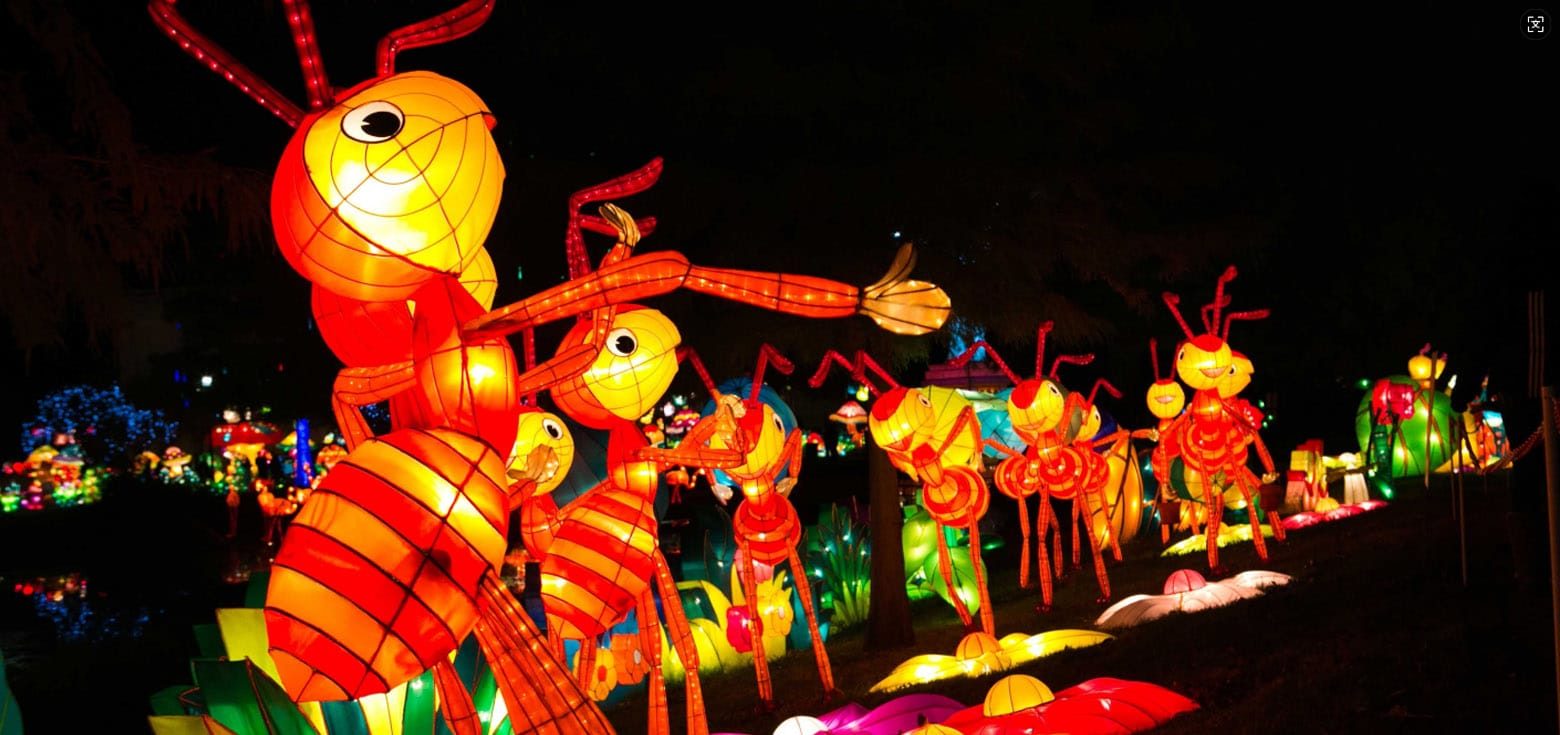 A lively group of ant-shaped, lighted lanterns at the zoo's night festival.
