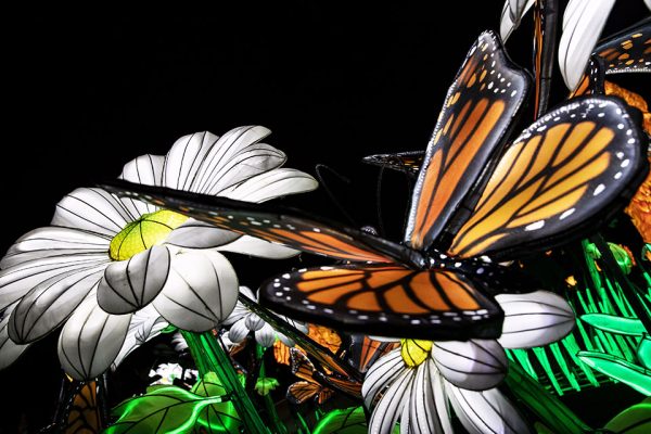 Lighted Chinese lanterns, with a butterfly hovering above white flowers.